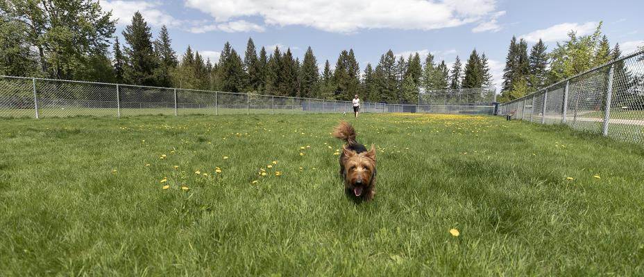 Quesnel Dog Park