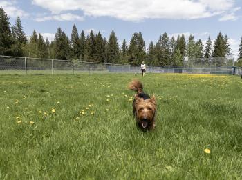 Quesnel Dog Park